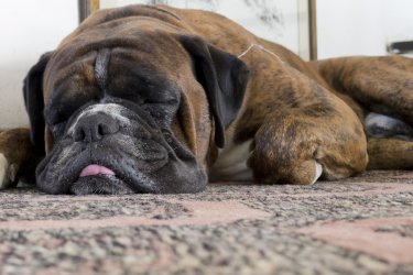 dog sleep on the floor