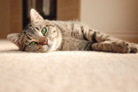 cat lying on floor