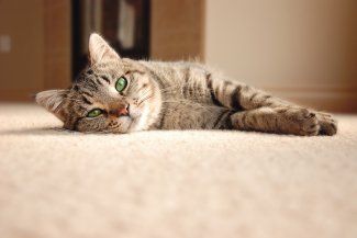 cat lying on floor