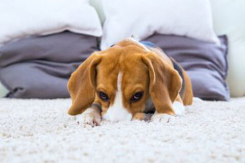 dog sitting on carpet