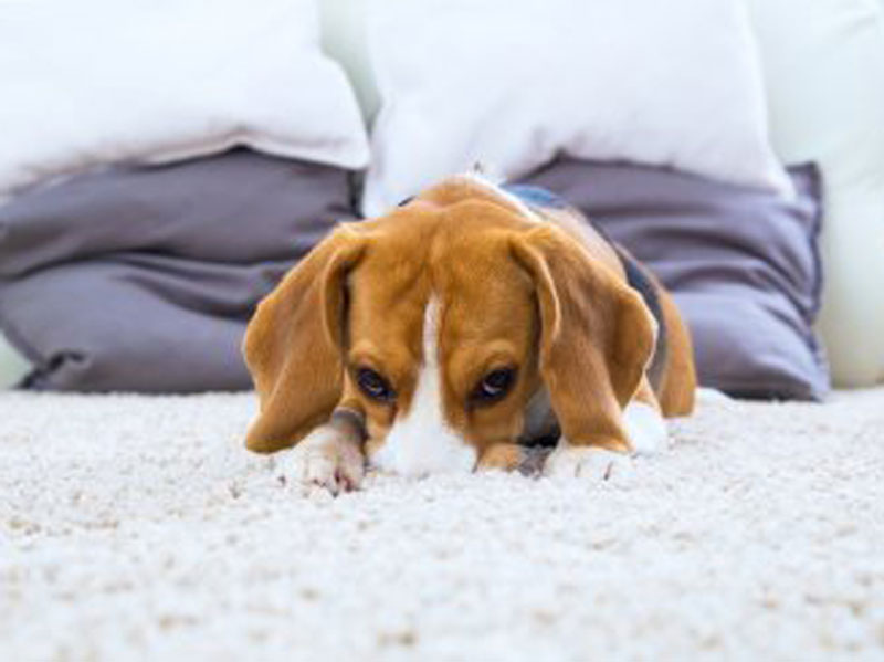 Dog sitting on carpet